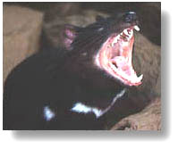 Colour photograph of Tasmanian Devil with its mouth wide open growling.
