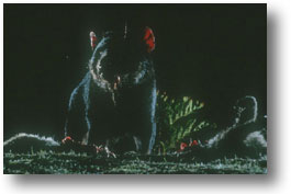 Tasmanian Devil in the dark
